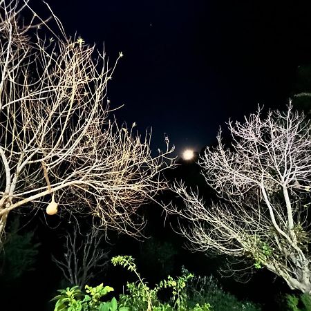 Bed and breakfast The Asgard Kasauli Extérieur photo